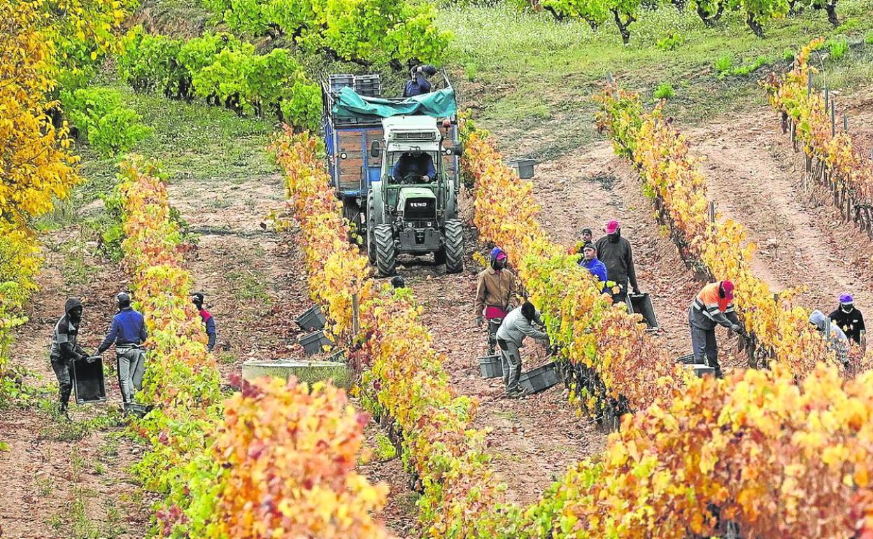 La sequía inquieta en Rioja Alavesa, donde ha llovido la mitad que en 2021