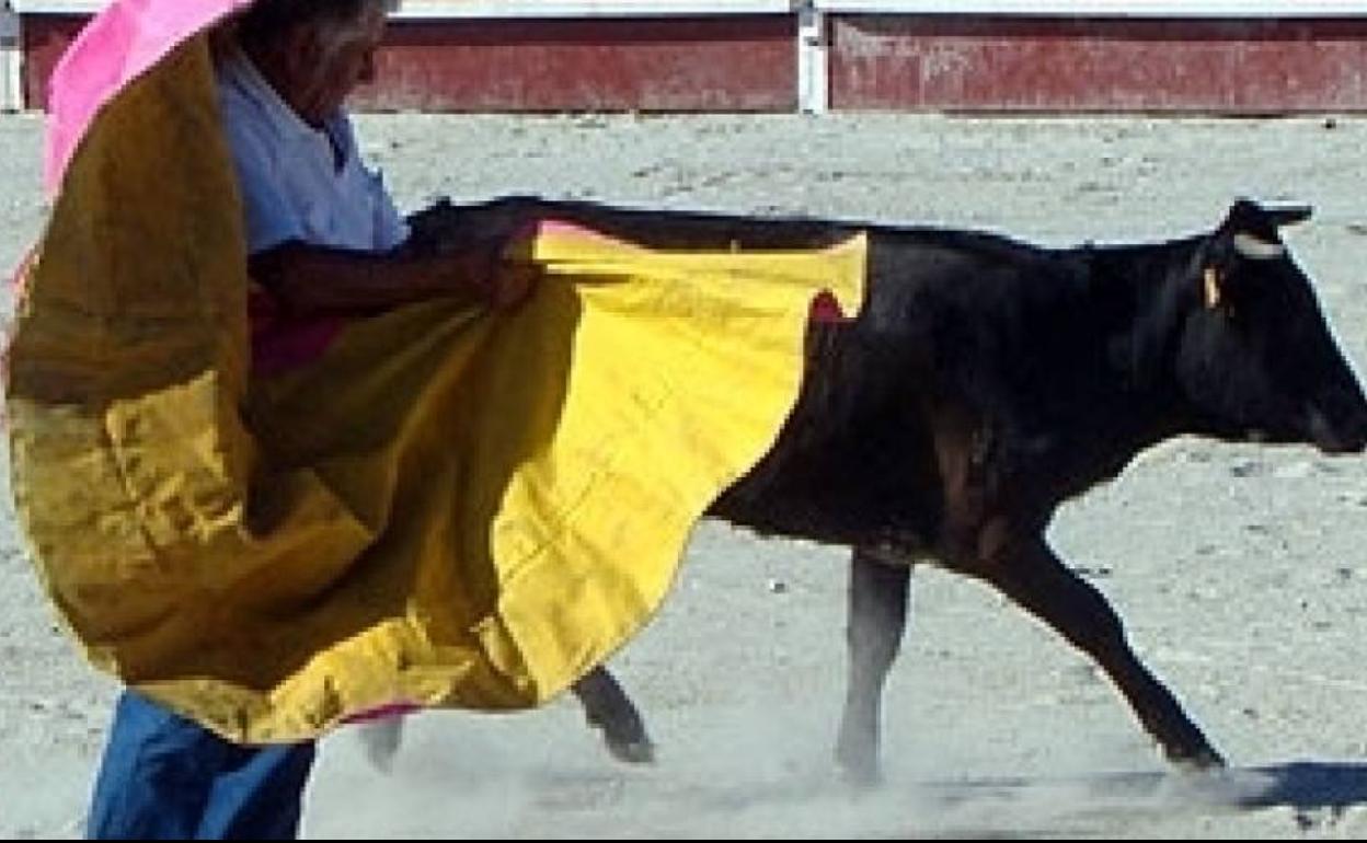 Vírgenes y toros
