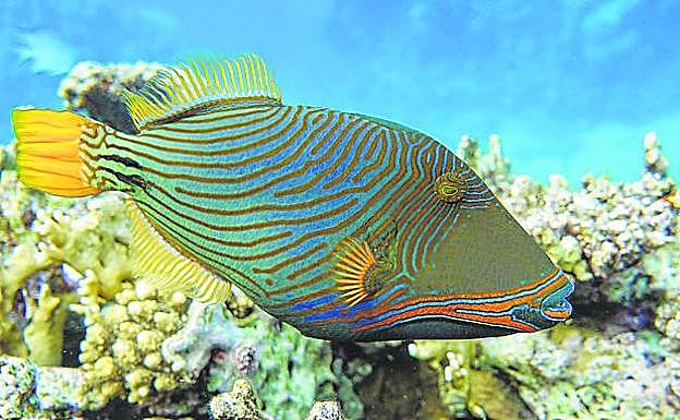 Pez ballesta, abundante en todo el Mediterráneo y el Atlántico.