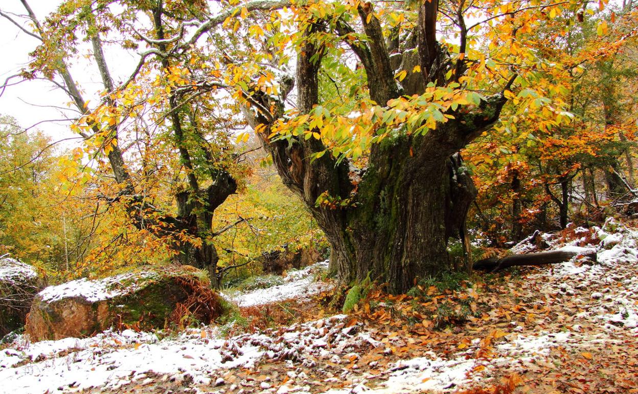 Castaños en la ladera de un monte de Apellániz. 