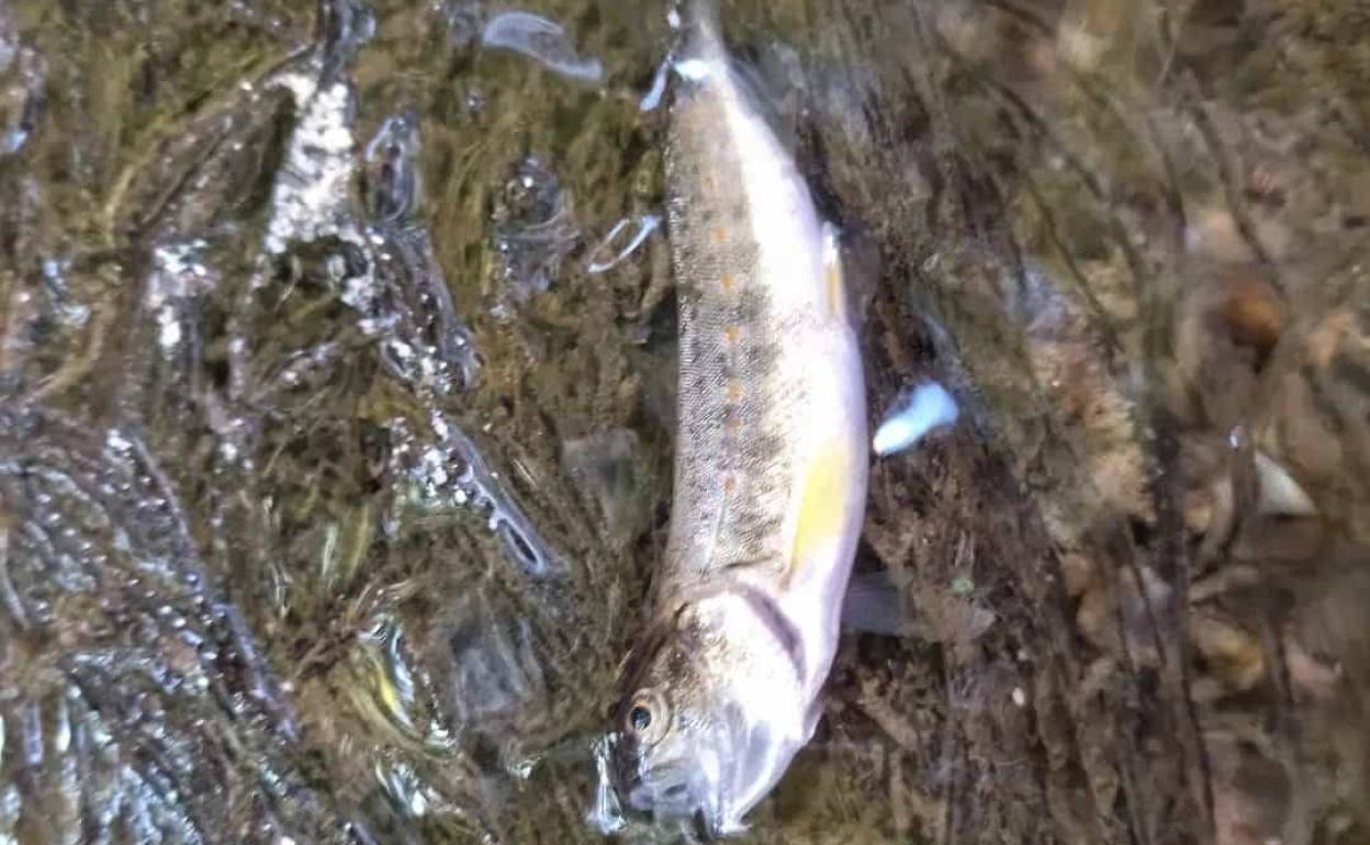 Alevín muerto aparecido junto al río Zirauntza. 