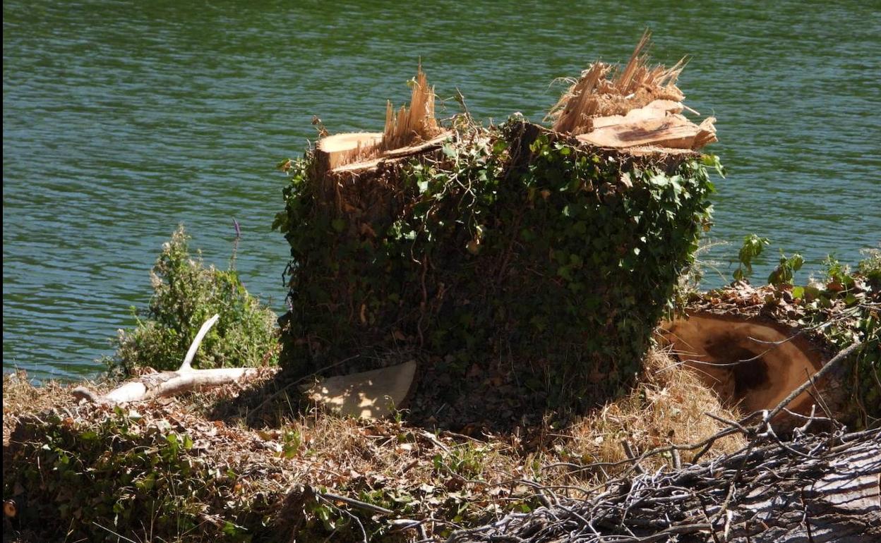 Chopos talados en Baños de Ebro. 