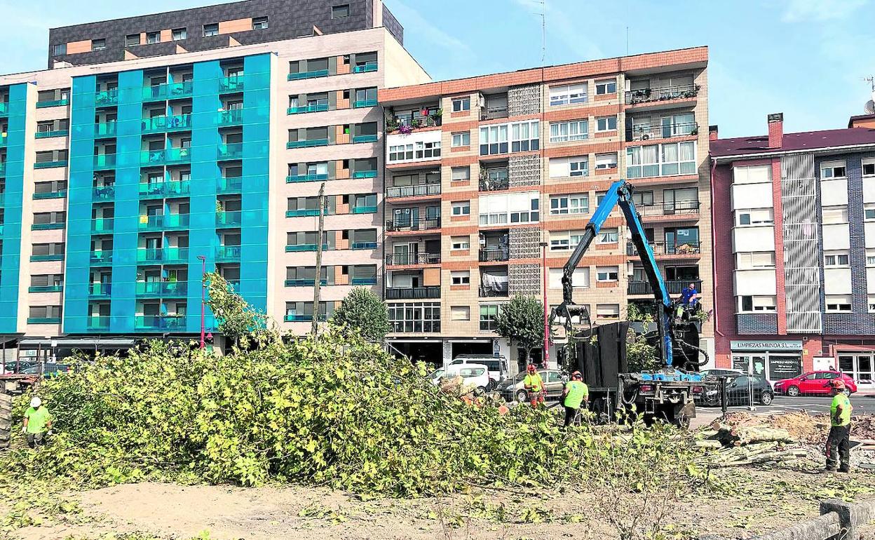 Los trabajadores retiraban ayer los últimos ejemplares de plátanos de sombra derribados en el futuro parque de Serralta. 