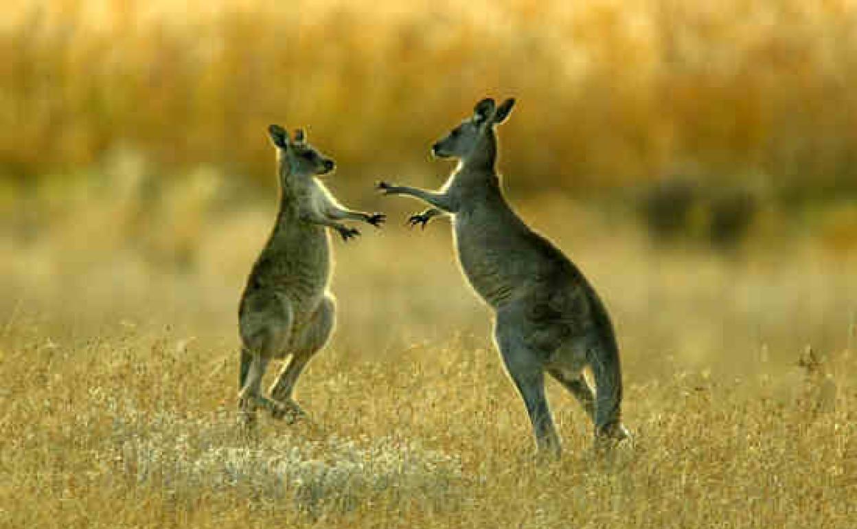 Dos canguros pelean en el Parque Nacionald e Namagi (Australia). 