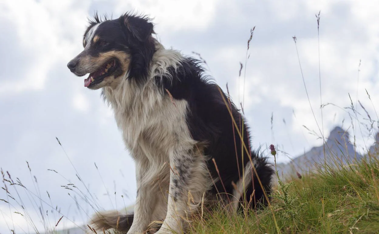 Border Collie | Así son los perros vetados en el campeonato de pastores vascos