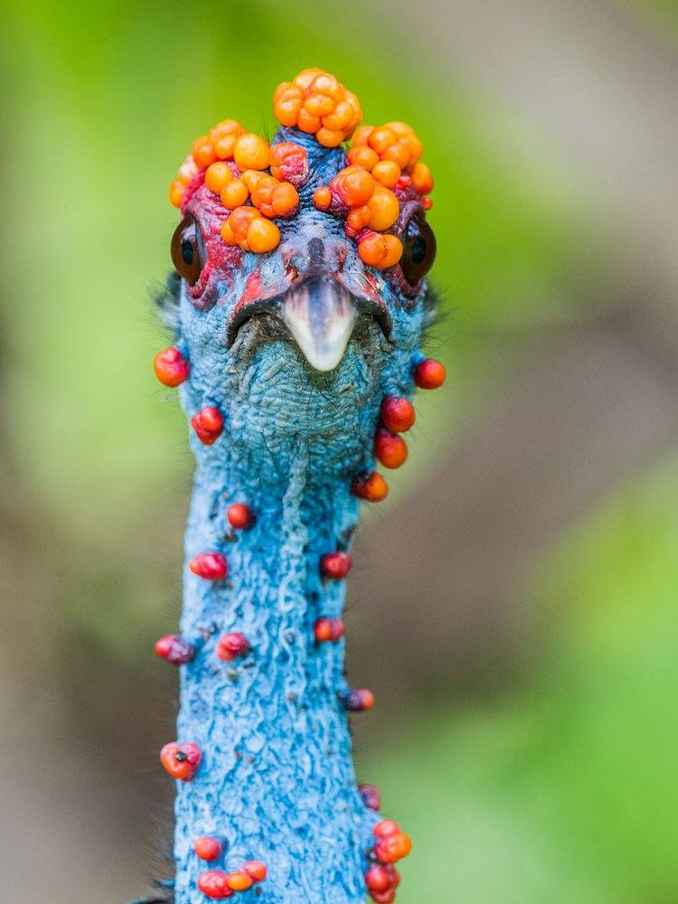 Fotos: Las fotografías de aves silvestres más espectaculares