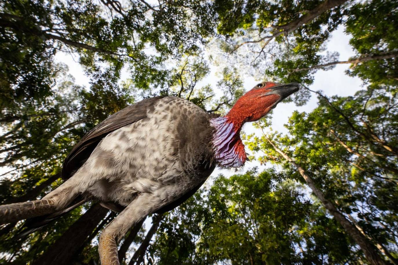 Fotos: Las fotografías de aves silvestres más espectaculares