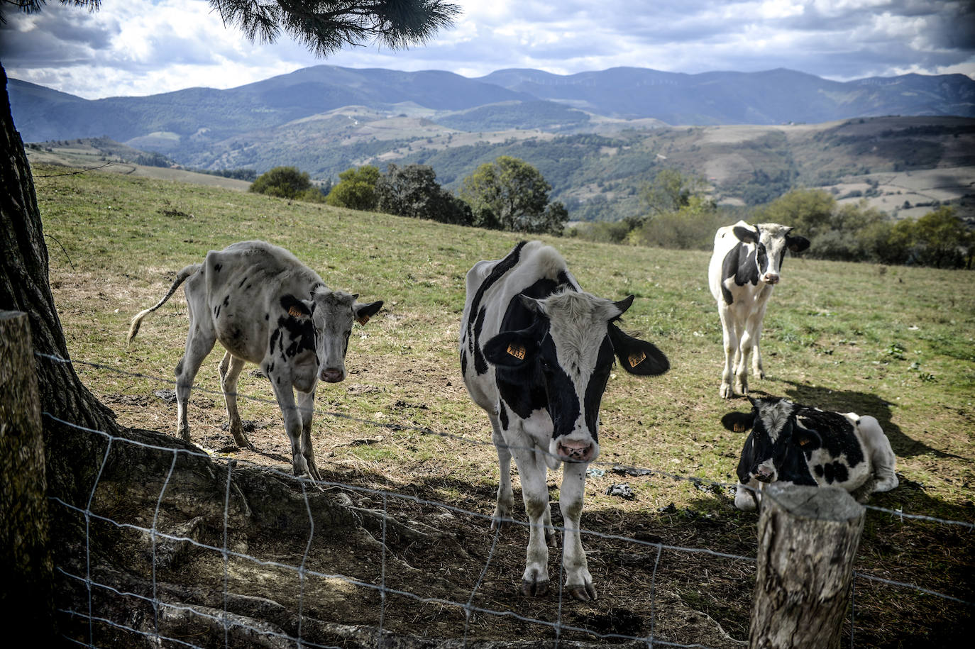 Vacas en Carranza.