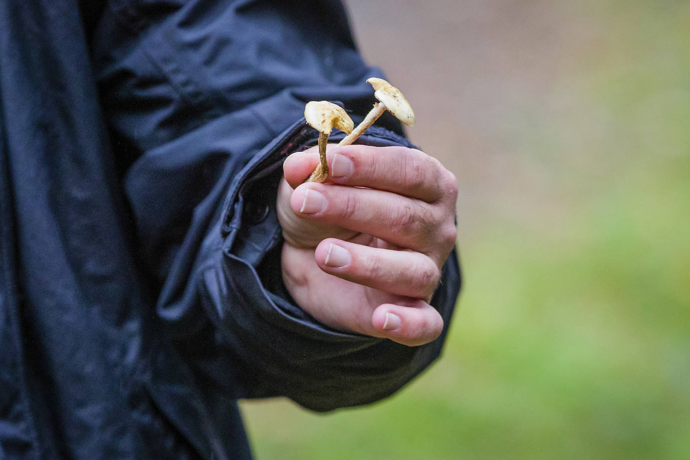 Fotos: Arranca la temporada de setas