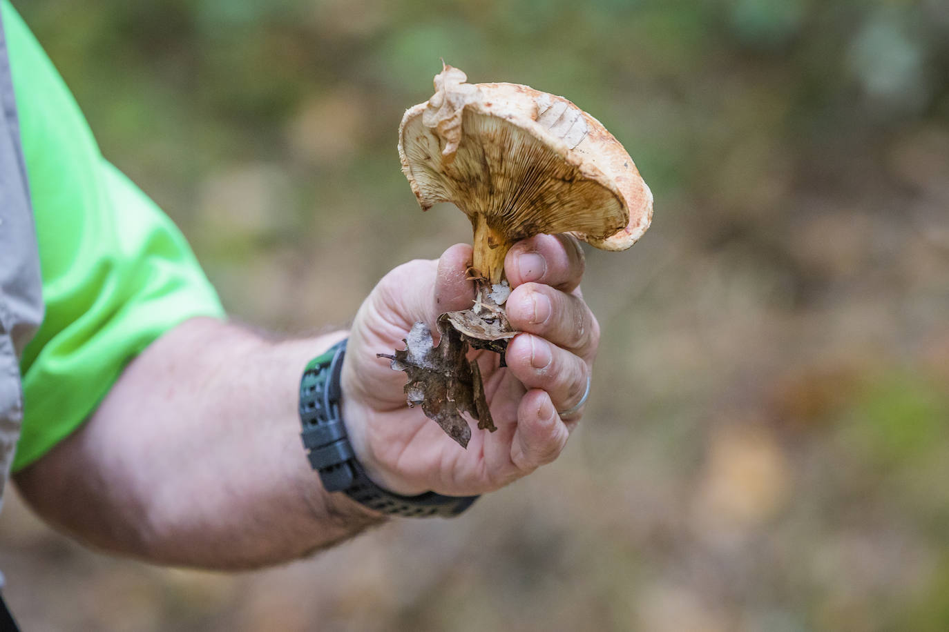 Fotos: Arranca la temporada de setas