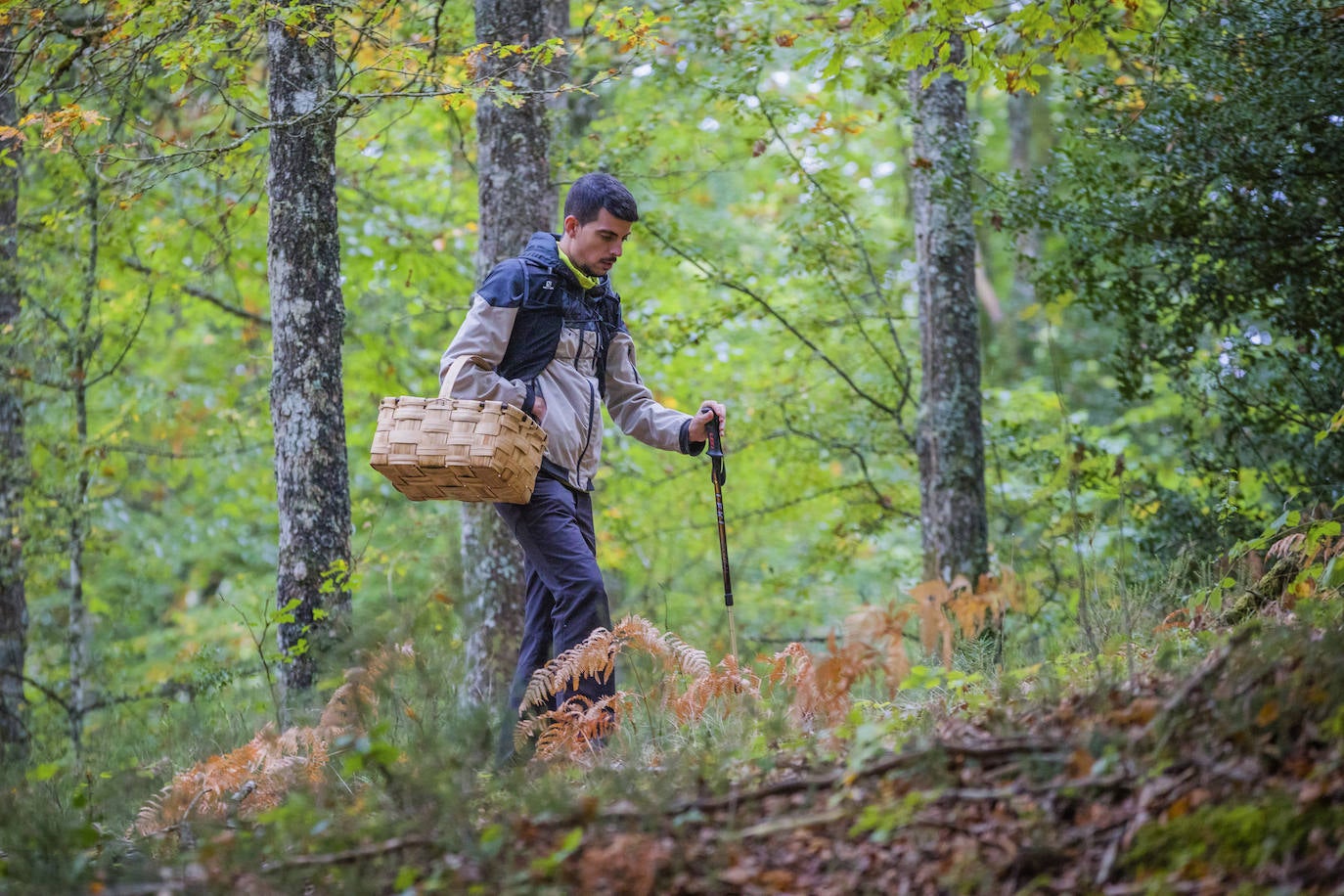 Fotos: Arranca la temporada de setas