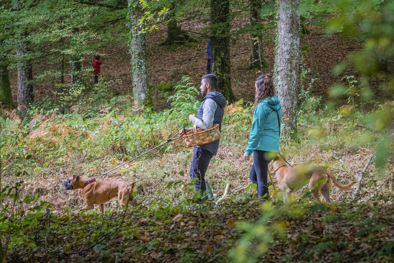 Fotos: Arranca la temporada de setas