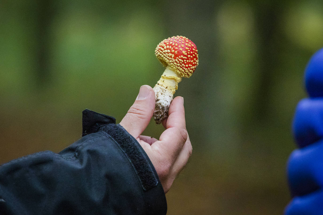 Fotos: Arranca la temporada de setas