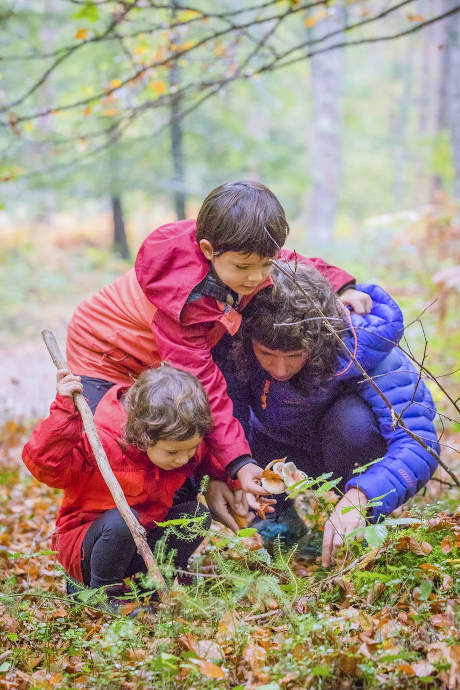 Fotos: Arranca la temporada de setas