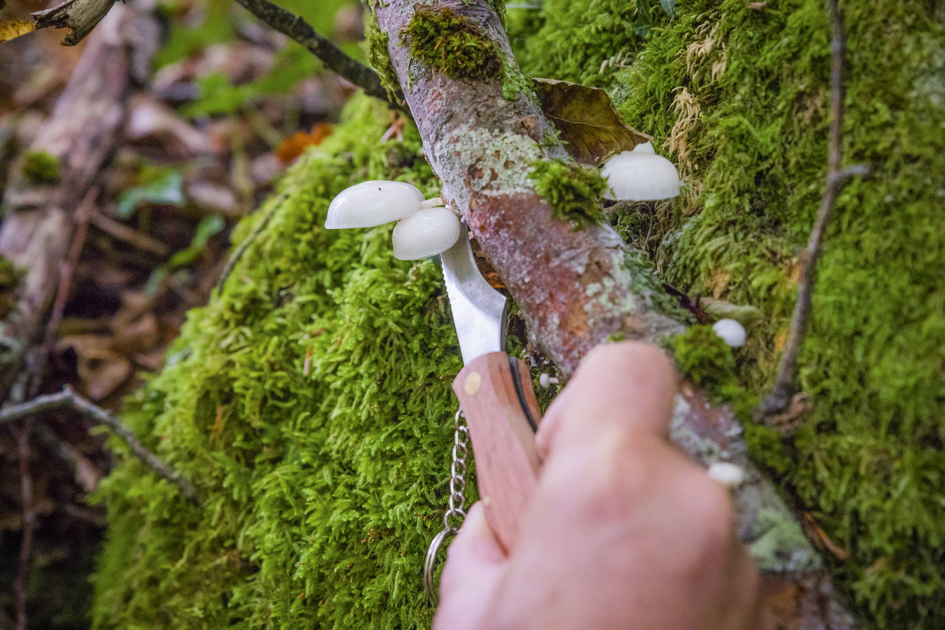 Fotos: Arranca la temporada de setas