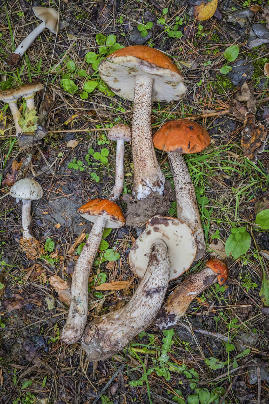 Fotos: Arranca la temporada de setas