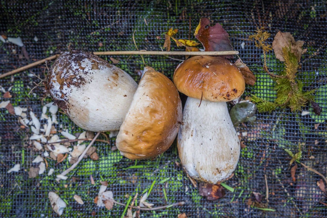 Fotos: Arranca la temporada de setas