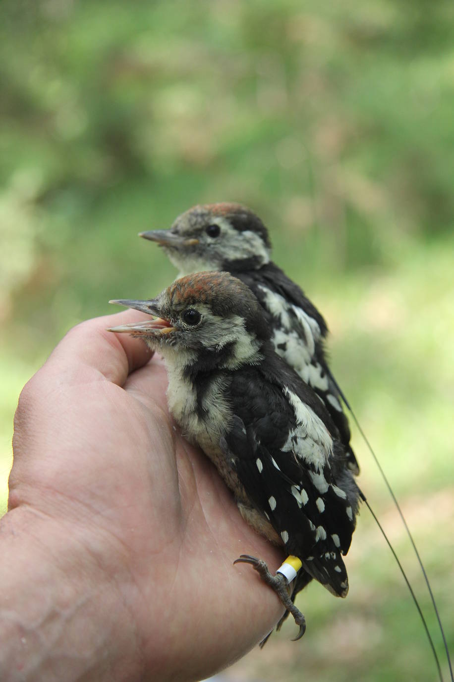 Fotos: Rapaces que vuelan con un GPS a cuestas