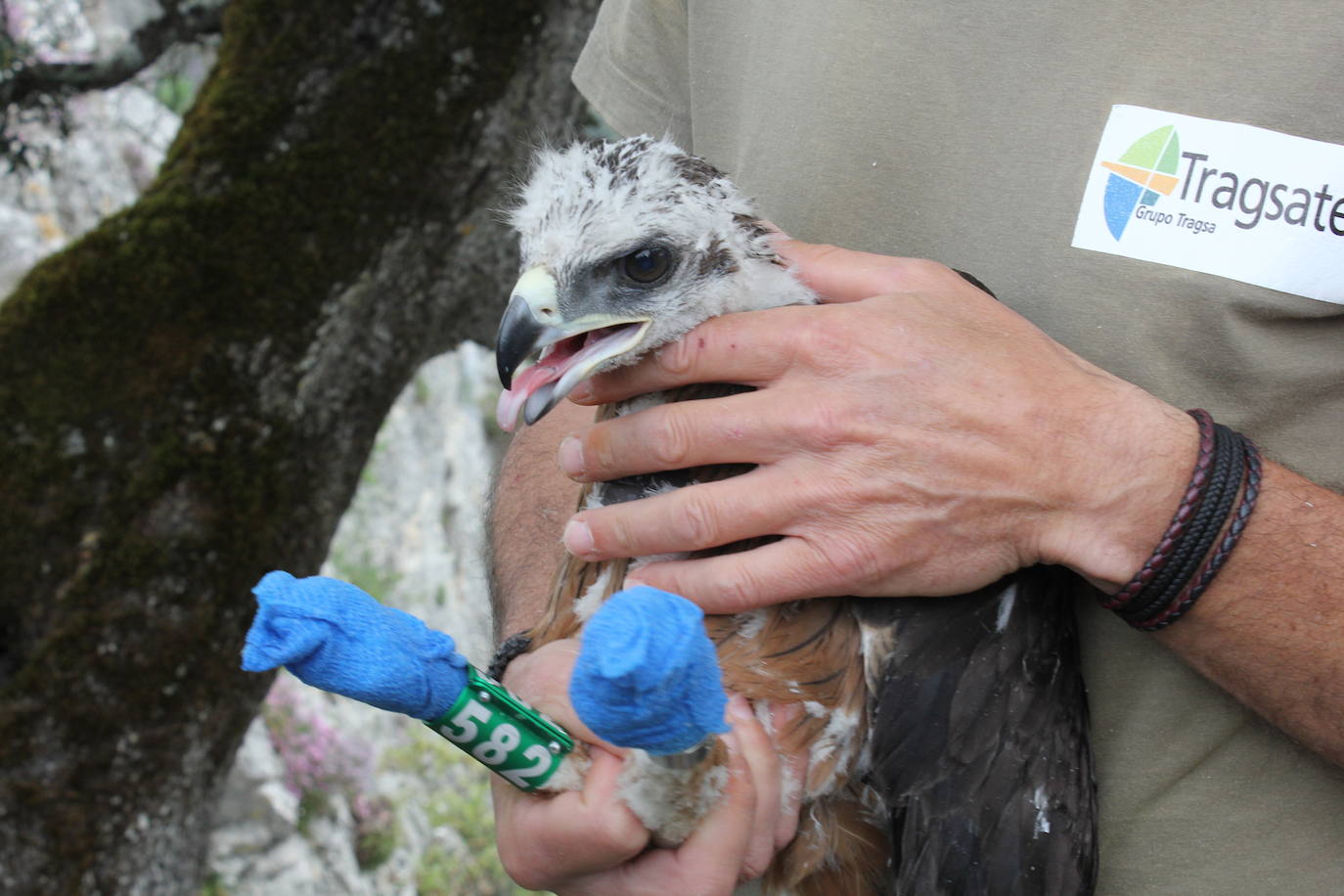 Fotos: Rapaces que vuelan con un GPS a cuestas
