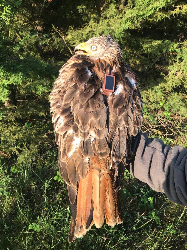 Fotos: Rapaces que vuelan con un GPS a cuestas