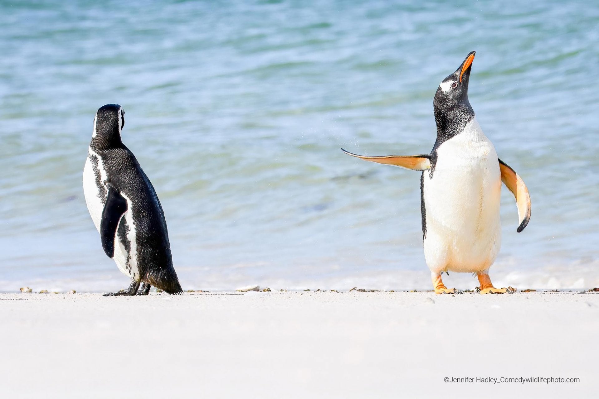 Fotos: Las fotos más divertidas del mundo animal