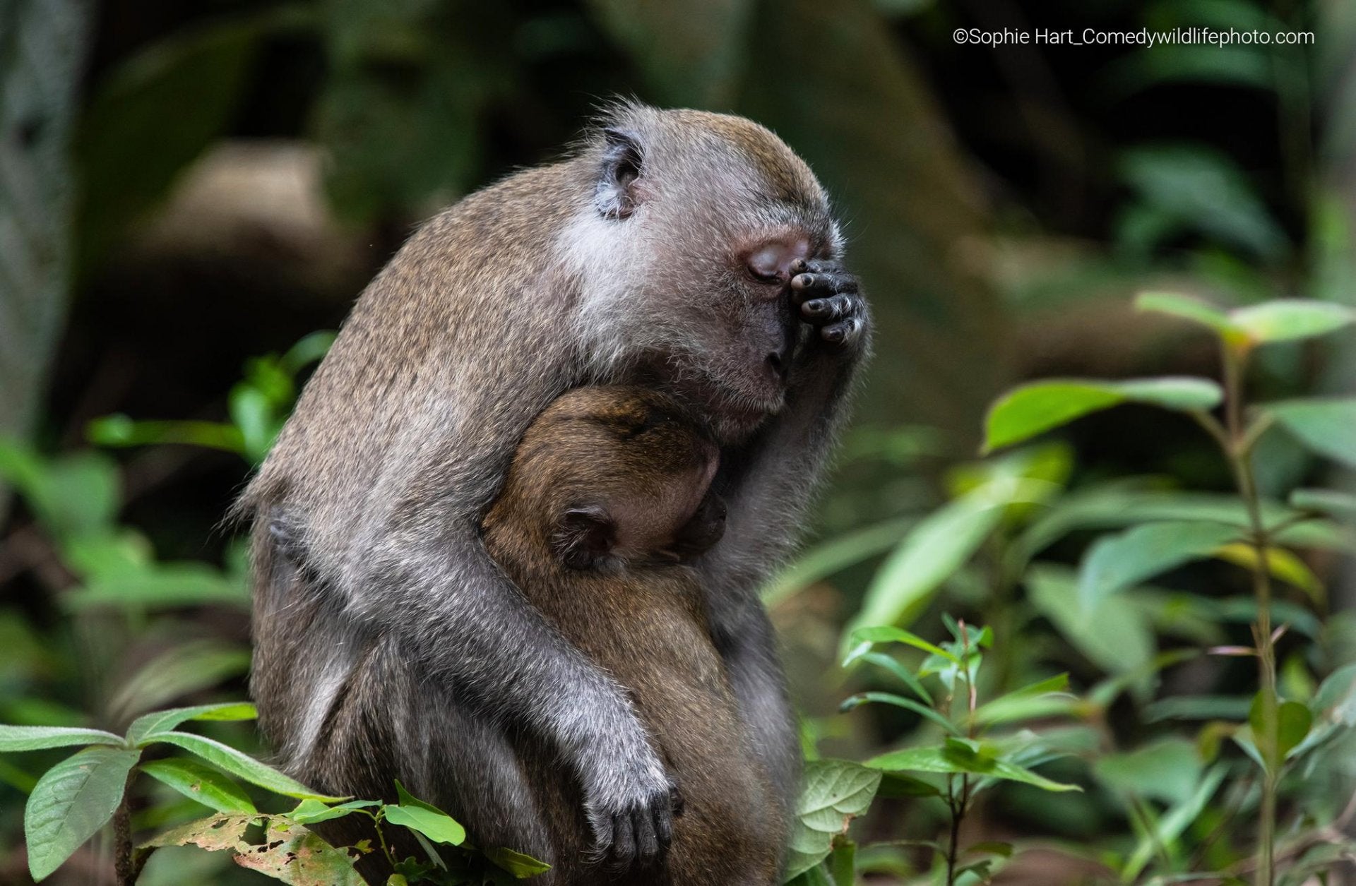 Fotos: Las fotos más divertidas del mundo animal