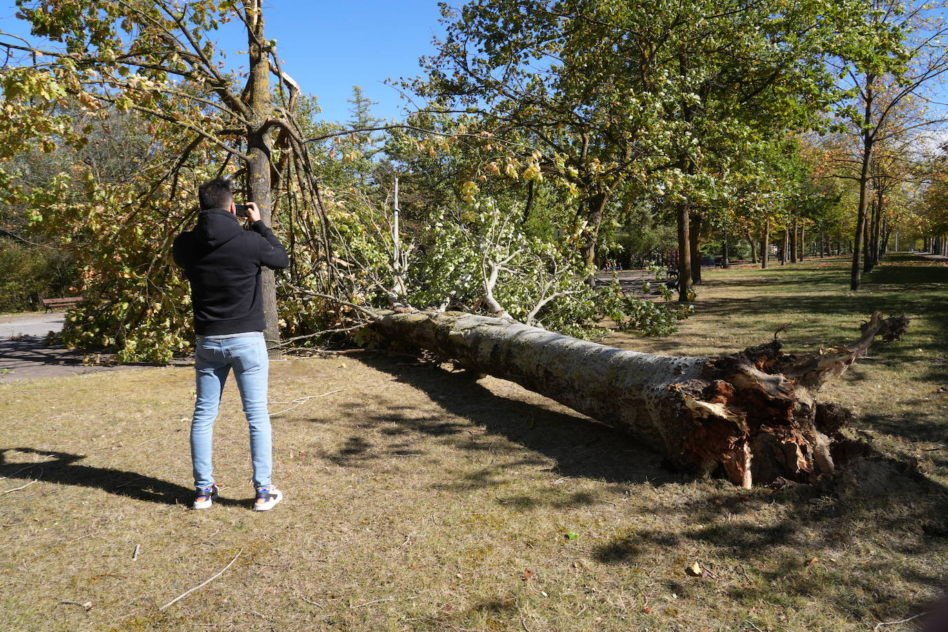 Fotos: Fuertes rachas de viento azotan Vitoria