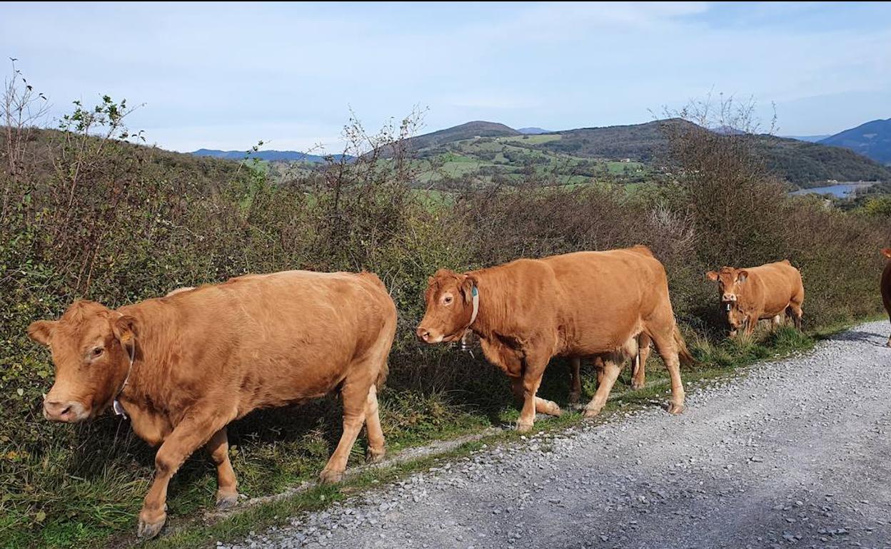 La feria tendrá ganado vacuno, equino, caprino y ovino. 