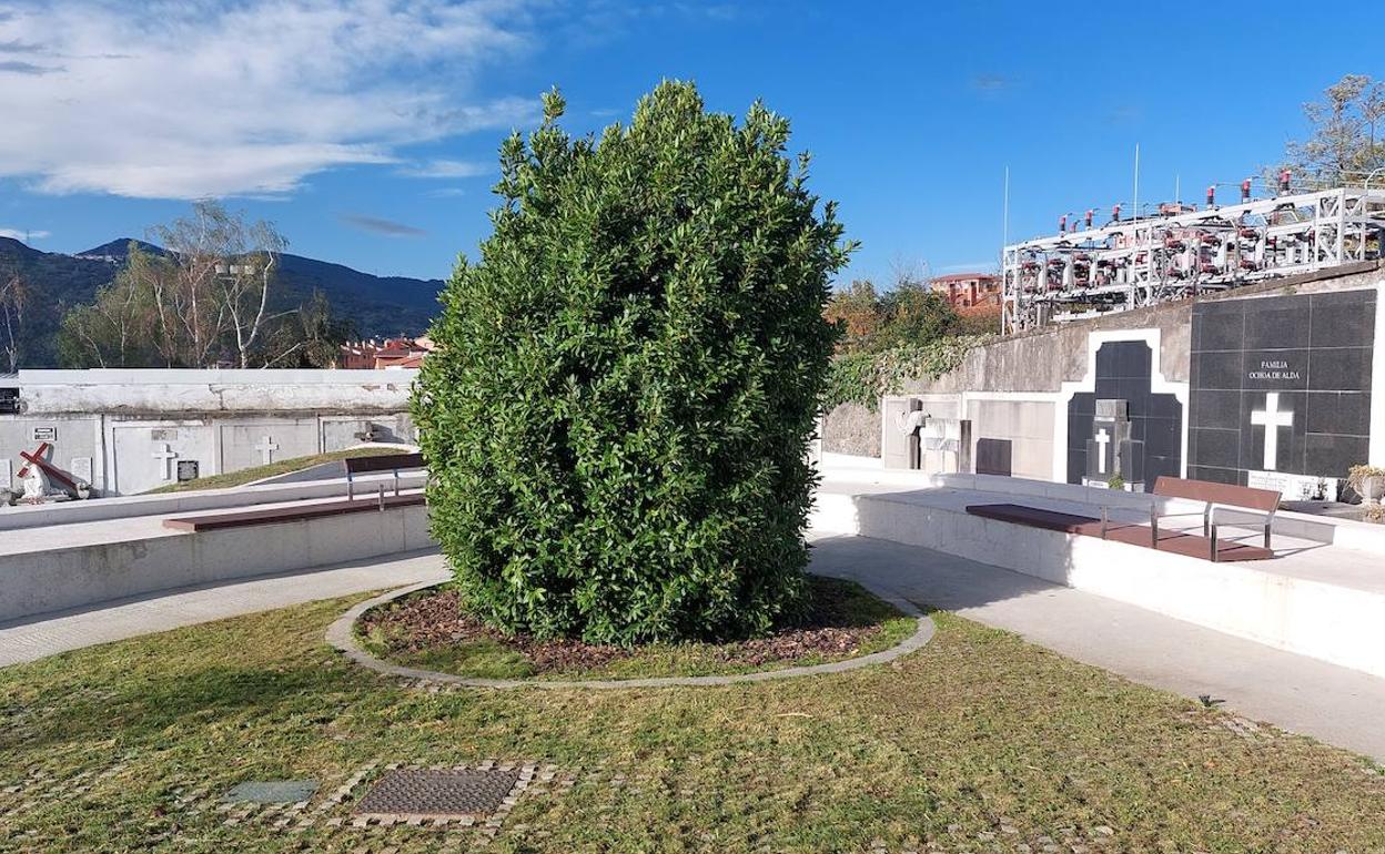 Laurel bajo el que se depositan las cenizas en el cementerio de Sestao desde hace año y medio. 