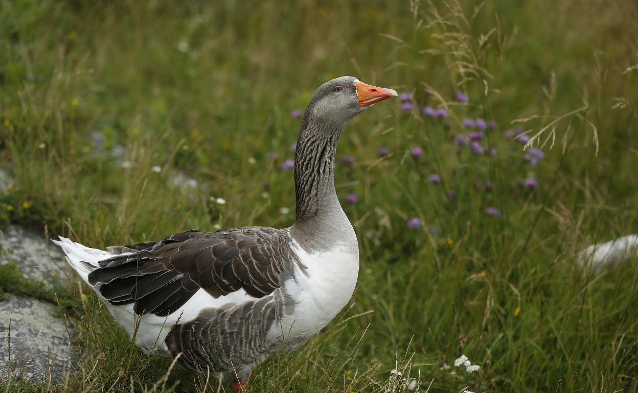 La gripe aviar obliga a cerrar gallineros y a no llevar aves a ferias en seis municipios de Álava