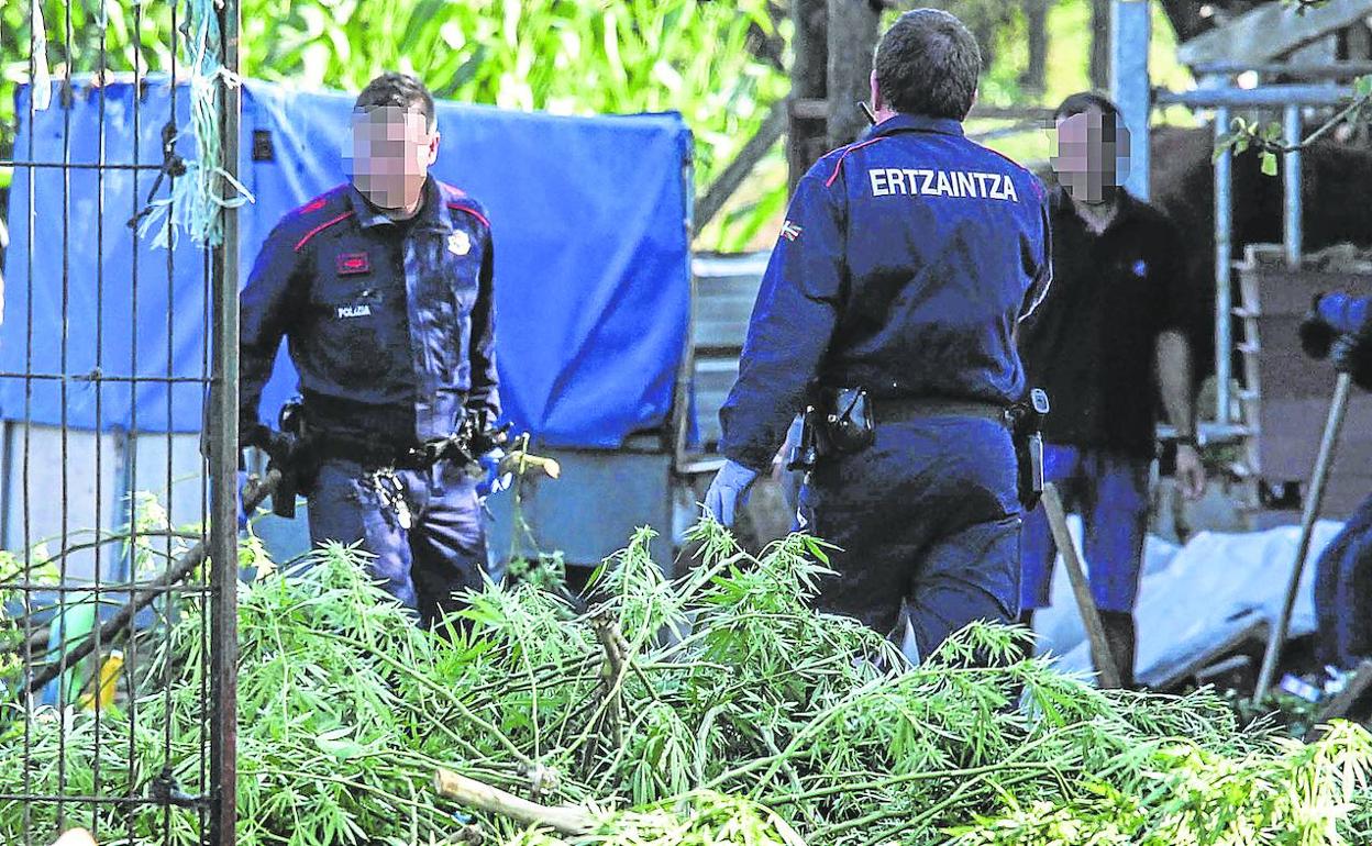 Agentes de la Ertzaintza intervienen una plantación de marihuana oculta en unos terrenos junto a unos invernaderos en la localidad de Gatika. 