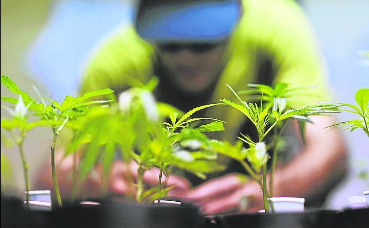 Los cultivos de 'maría' exigen grandes consumos de electricidad. 