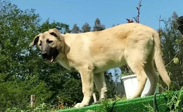 'Shira', un kangal turco, en el caserío en el que vivía en Zeberio. 