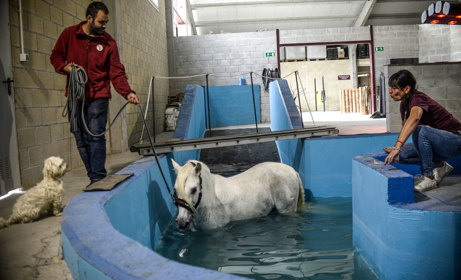 Fotos: Un &#039;spa&#039; para caballos en Euskadi