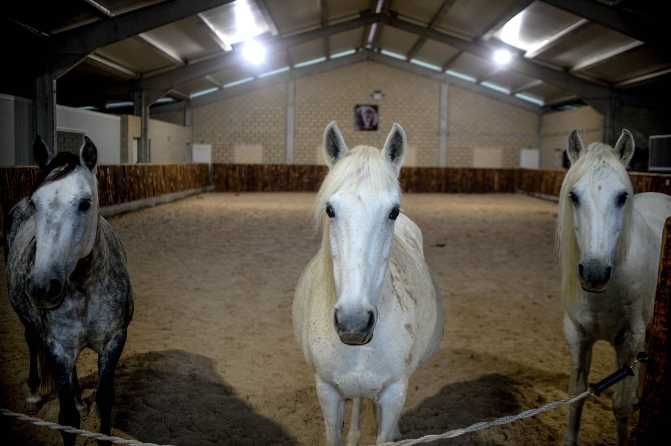 Fotos: Un &#039;spa&#039; para caballos en Euskadi