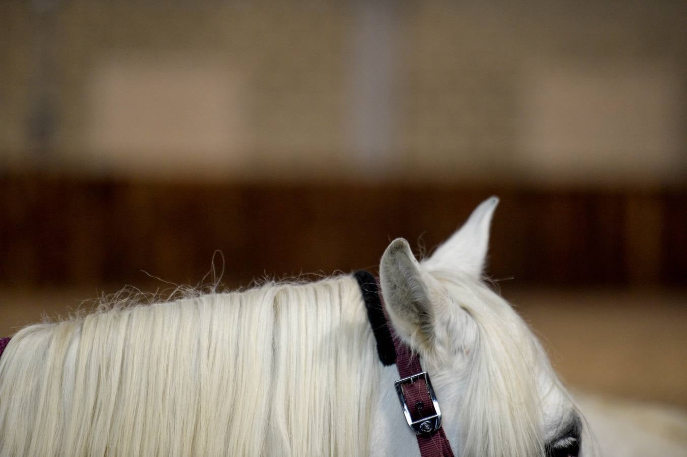 Fotos: Un &#039;spa&#039; para caballos en Euskadi