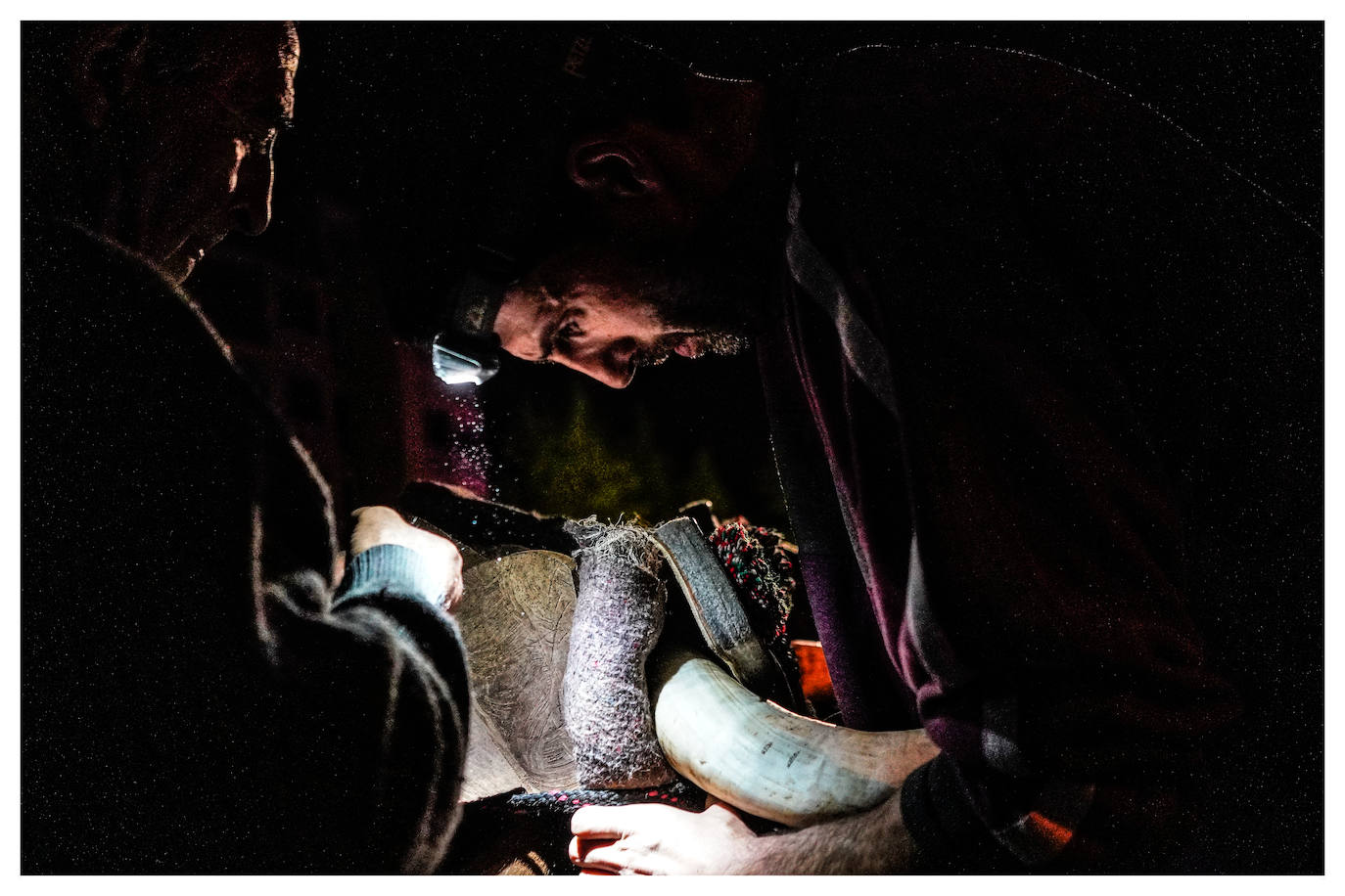 Fotos: Arrastre de bueyes en Mallabia