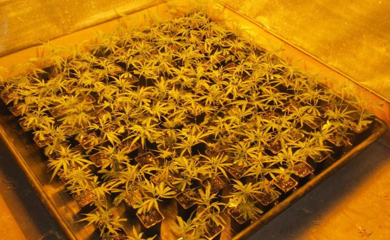 Detenido el dueño de una plantación indoor de marihuana en Carranza