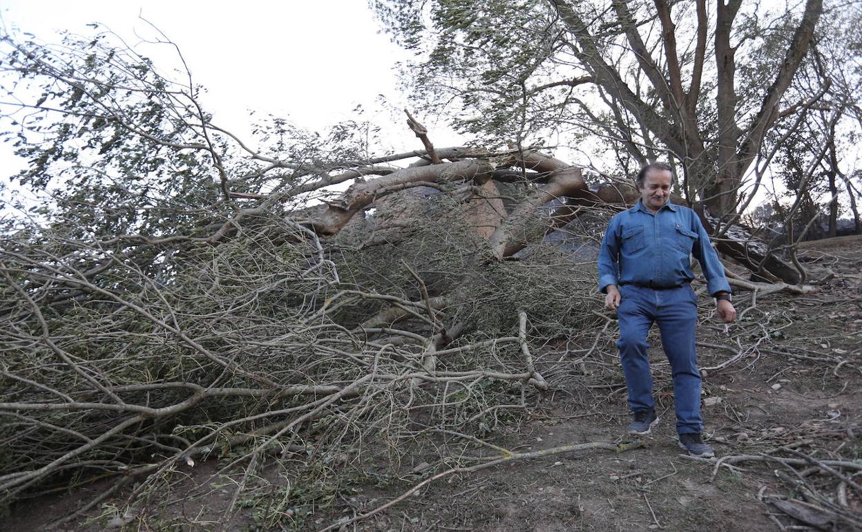 La Diputación da por perdidos ocho de cada diez árboles quemados en el  incendio de Balmaseda | El Correo