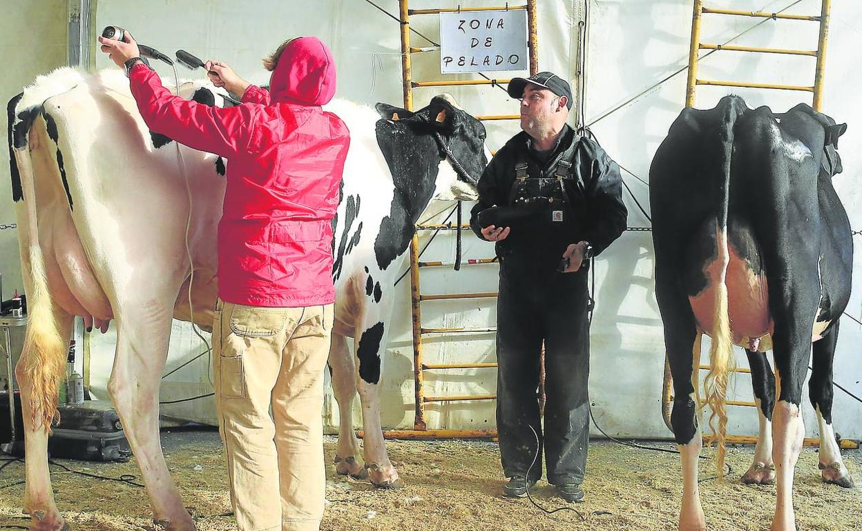 Estética. Últimos toques en el pelado y peinado de las vacas, con secador incluido. 