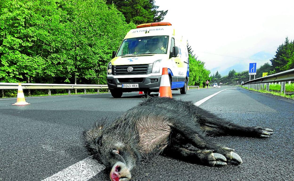 Un jabalí yace sobre el asfalto tras ser arrollado por un vehículo en una carretera de Las Encartaciones. 