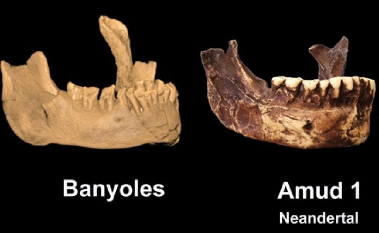 El ejemplar de Banyoles junto a una mandíbula de neandertal.