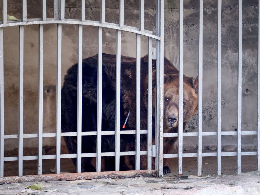 Fotos: El oso Mark recupera su libertad tras veinte años