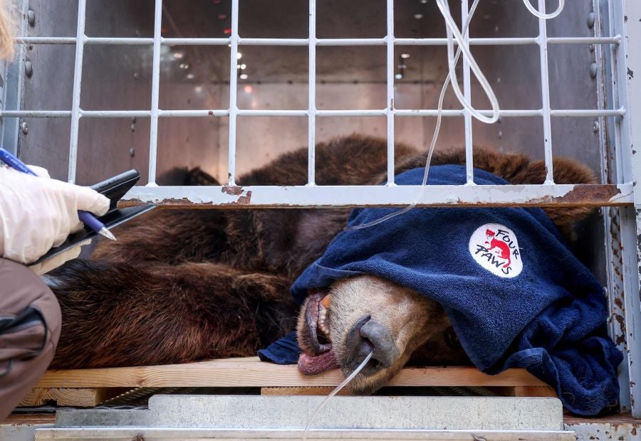 Fotos: El oso Mark recupera su libertad tras veinte años