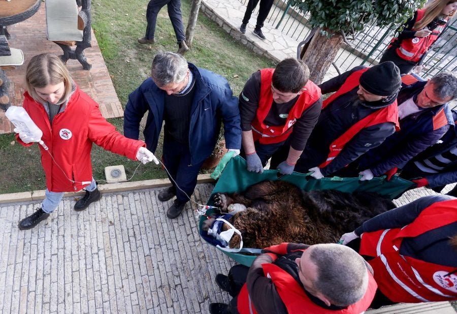Fotos: El oso Mark recupera su libertad tras veinte años