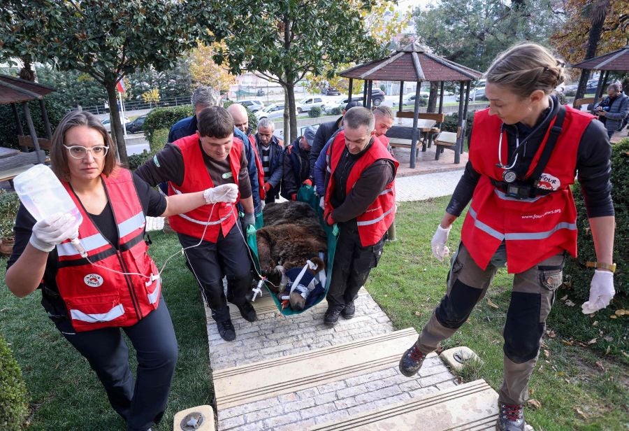 Fotos: El oso Mark recupera su libertad tras veinte años