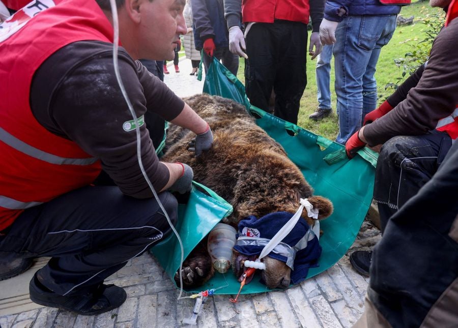 Fotos: El oso Mark recupera su libertad tras veinte años