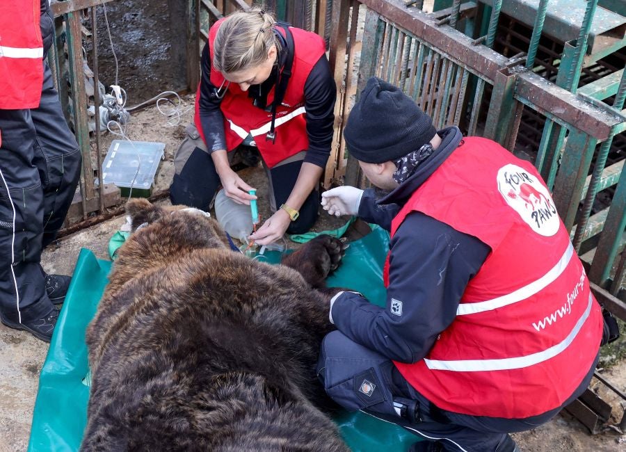 Fotos: El oso Mark recupera su libertad tras veinte años