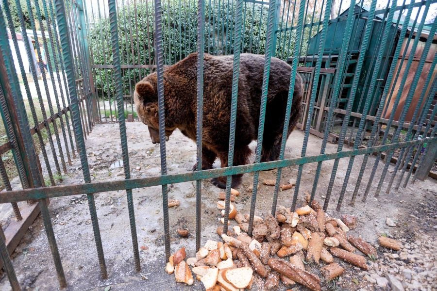 Fotos: El oso Mark recupera su libertad tras veinte años