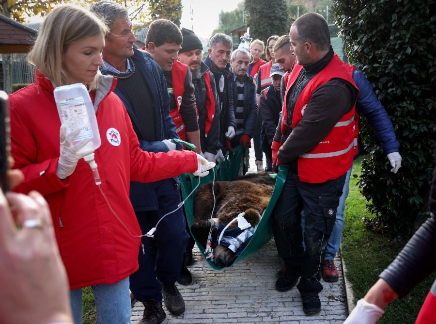 Fotos: El oso Mark recupera su libertad tras veinte años